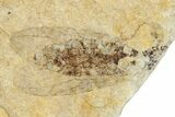 Detailed Female Fossil Fly (Plecia) - France #254314-1